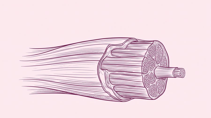 Muscle fibre illustration
